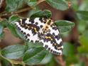 Abraxas grossulariata (Magpie).jpg
